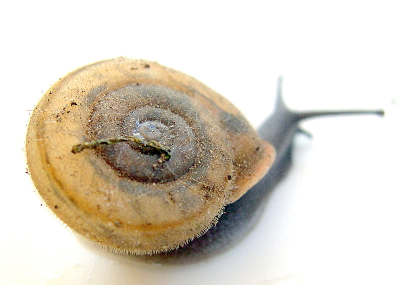 Chilostoma ( Campylea) lefeburianum (Frussac, 1822) (GO)